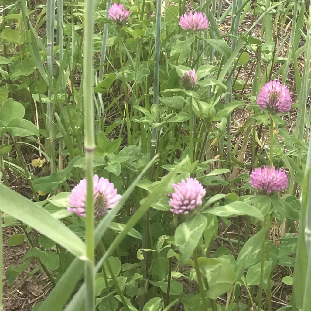 Decorative flowering red clover photo.